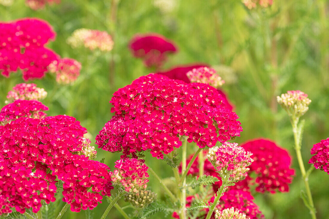 Achillea millefolium 'Pomegranate'®