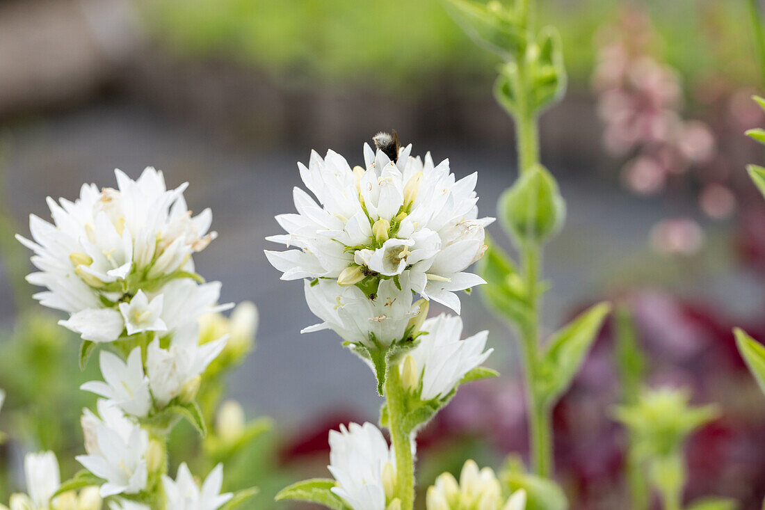 Campanula glomerata 'Alba'