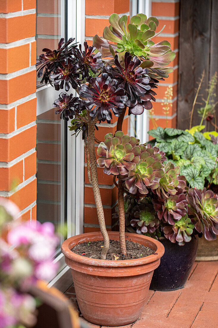 Aeonium arboreum 'Foliis purpureis'