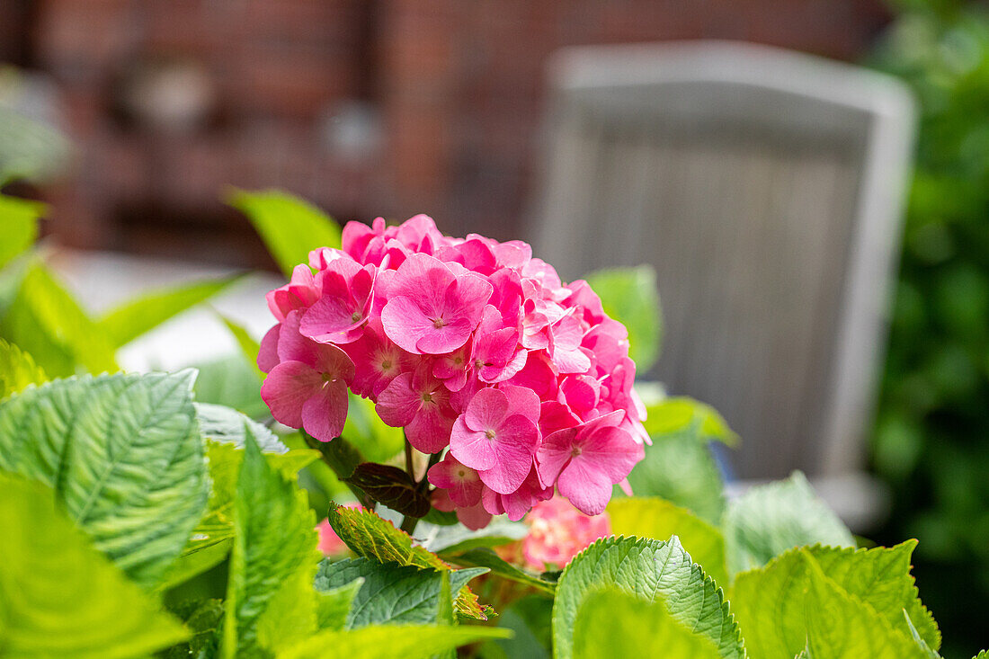 Hydrangea macrophylla, pinkish red