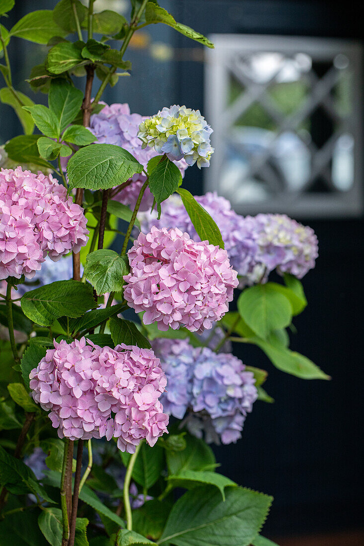 Hydrangea macrophylla, pink