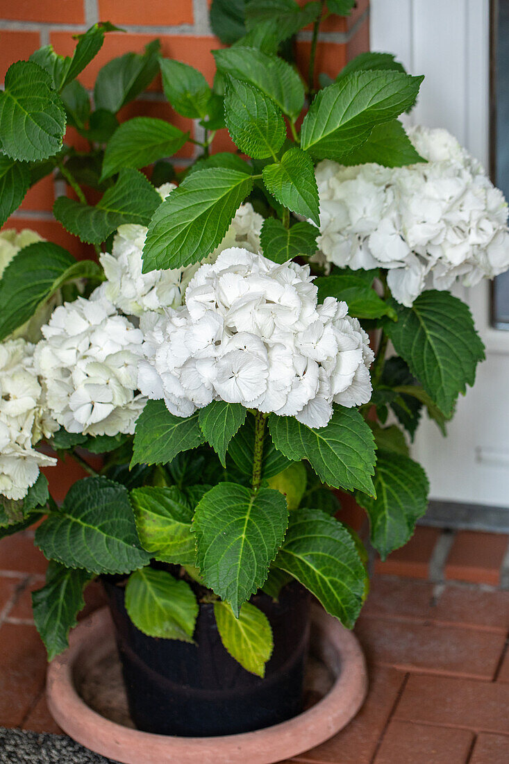 Hydrangea macrophylla, weiß