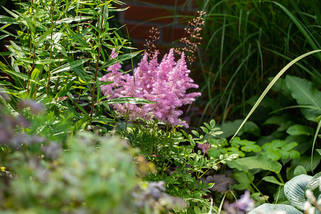 Astilbe x arendsii, pink