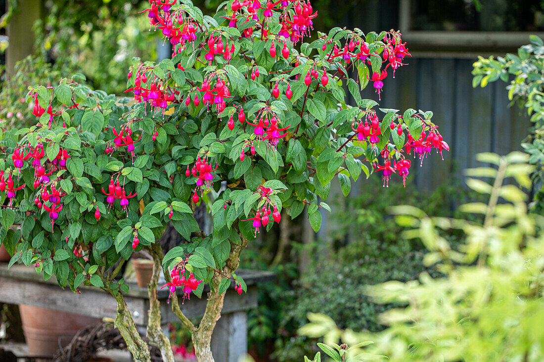 Fuchsia, red-purple