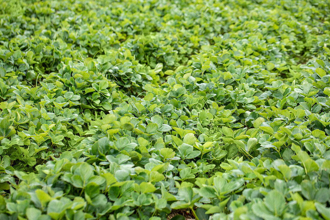 Strawberry field