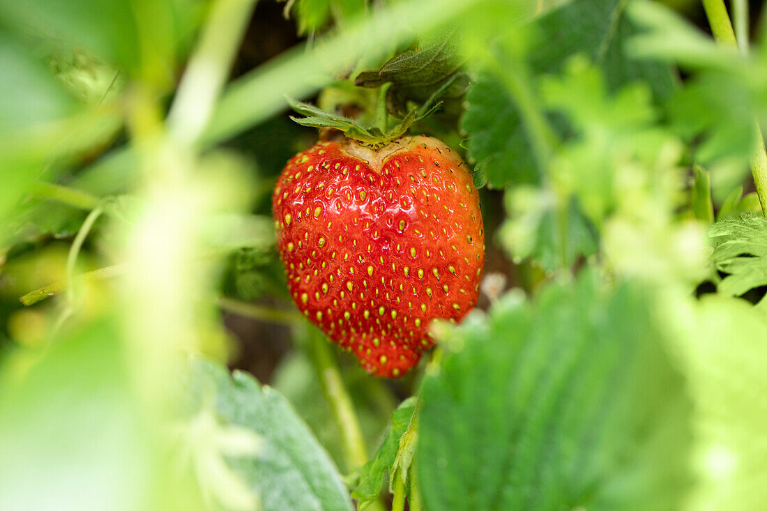 Fragaria x ananassa 'Malwina'