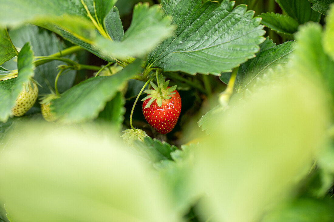 Fragaria x ananassa 'Malwina'