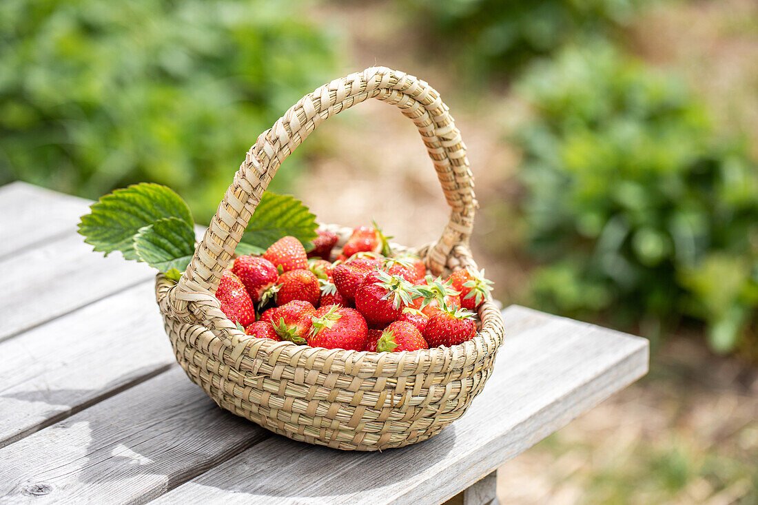 Fragaria x ananassa 'Malwina'