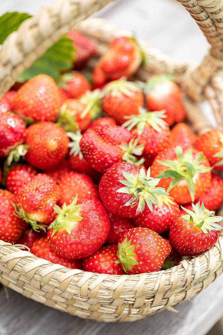 Fragaria x ananassa 'Malwina'