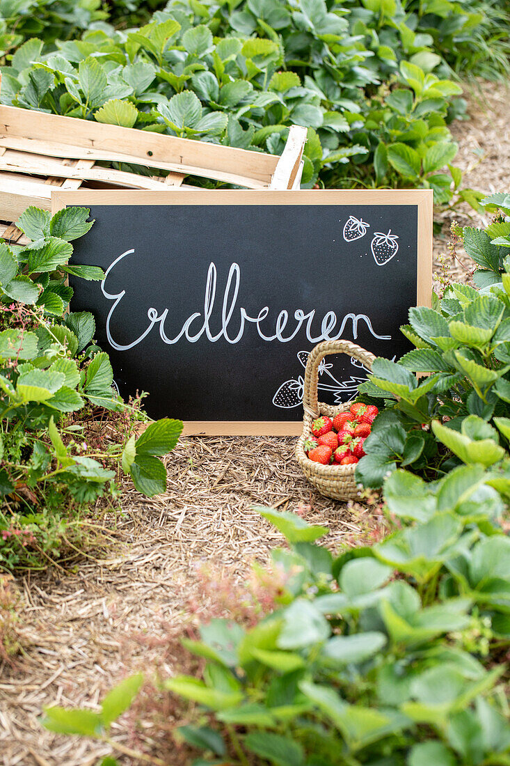 Erdbeerfeld - Tafel und mit Erdbeerkorb