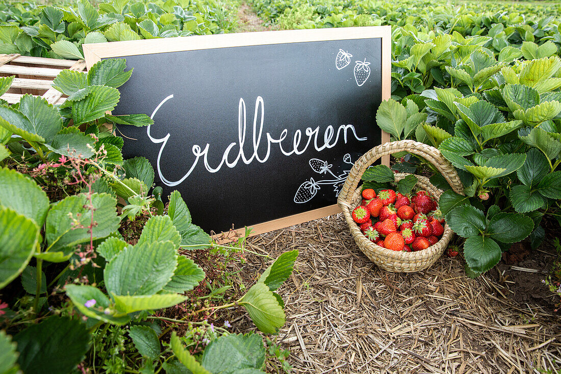 Field of strawberries - table and with strawberry basket