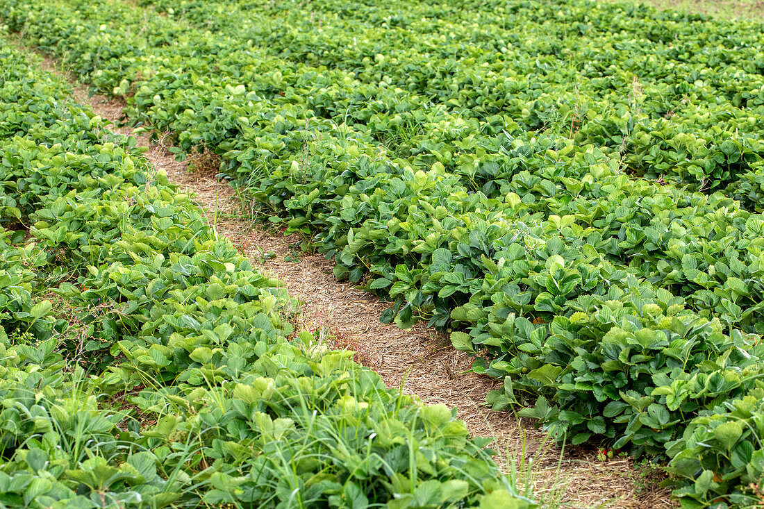 Strawberry field