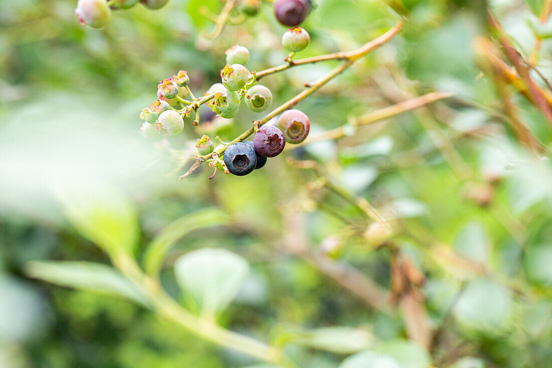 Vaccinium