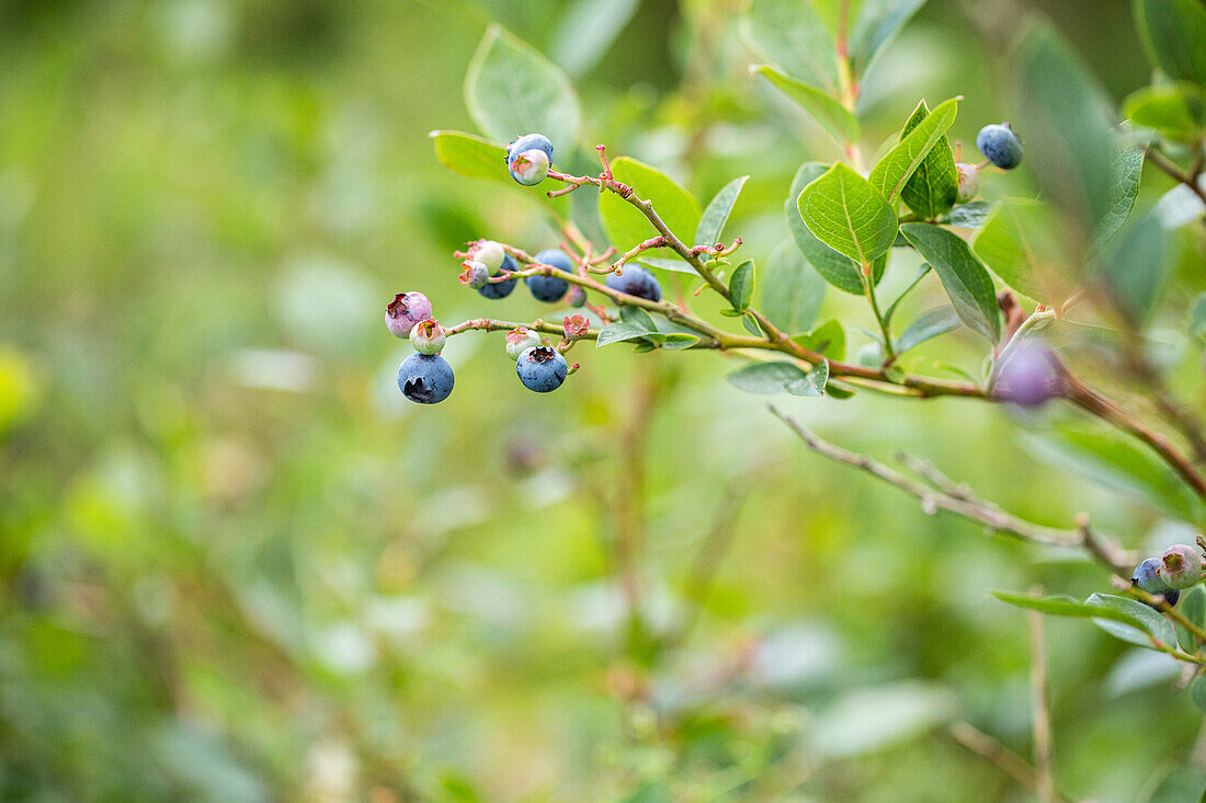 Vaccinium