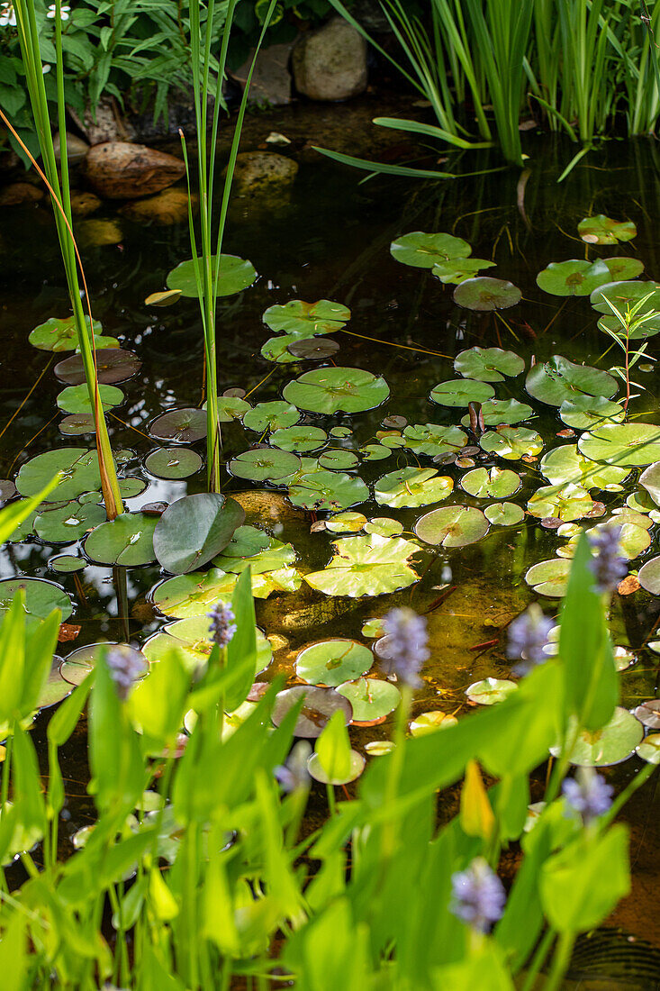 Garden impression - pond