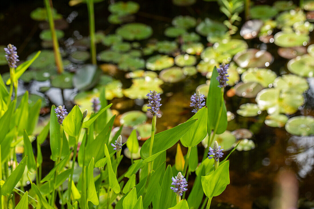 Pontederia cordata