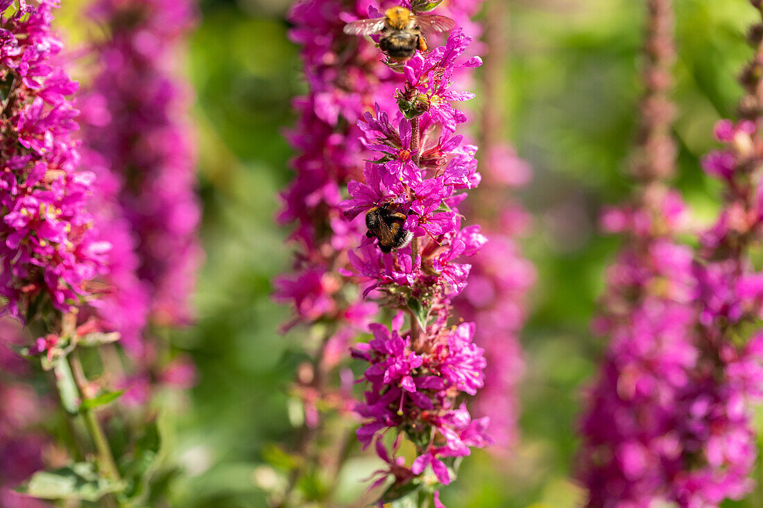 Lythrum salicaria