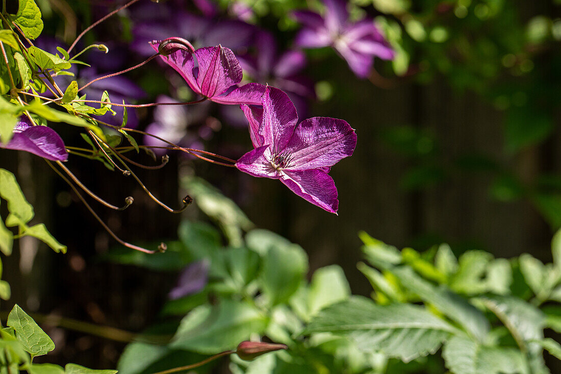 Clematis, purpurrot