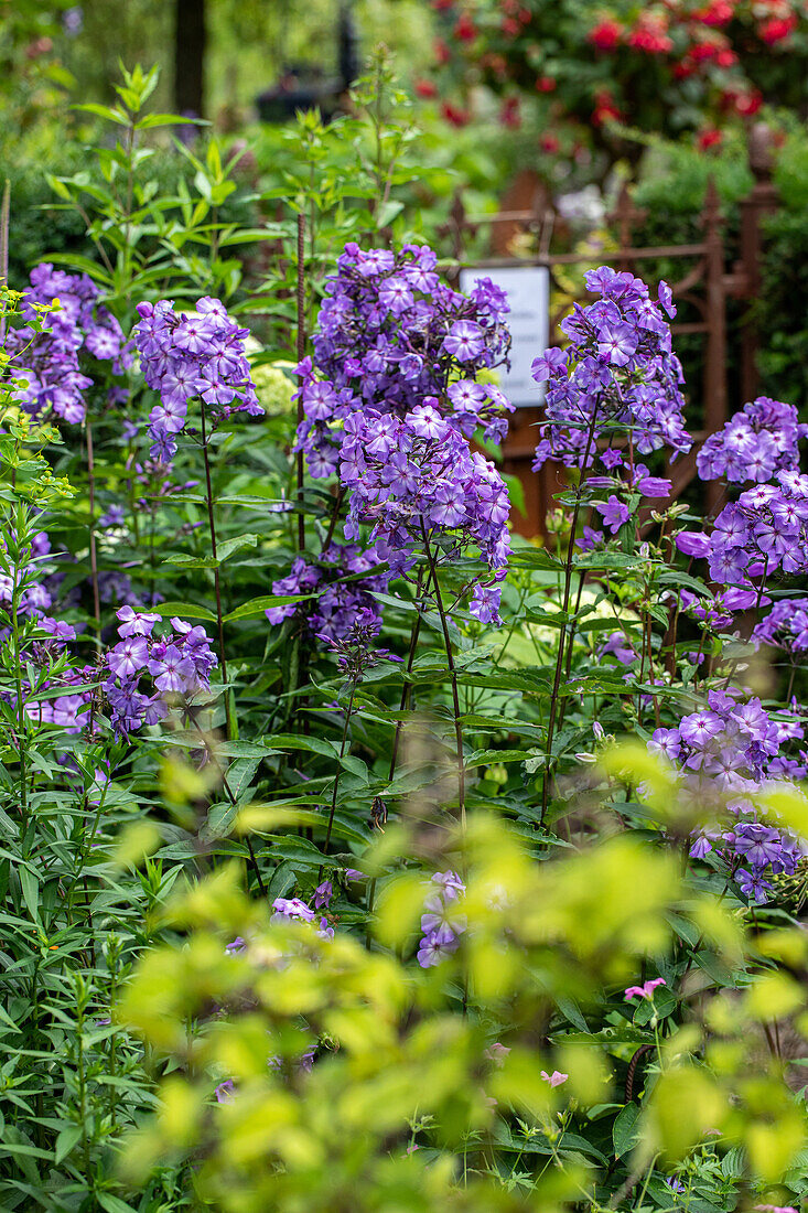 Phlox paniculata, purple