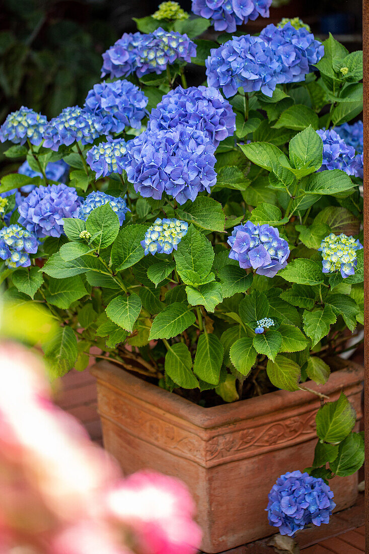 Hydrangea macrophylla, blau