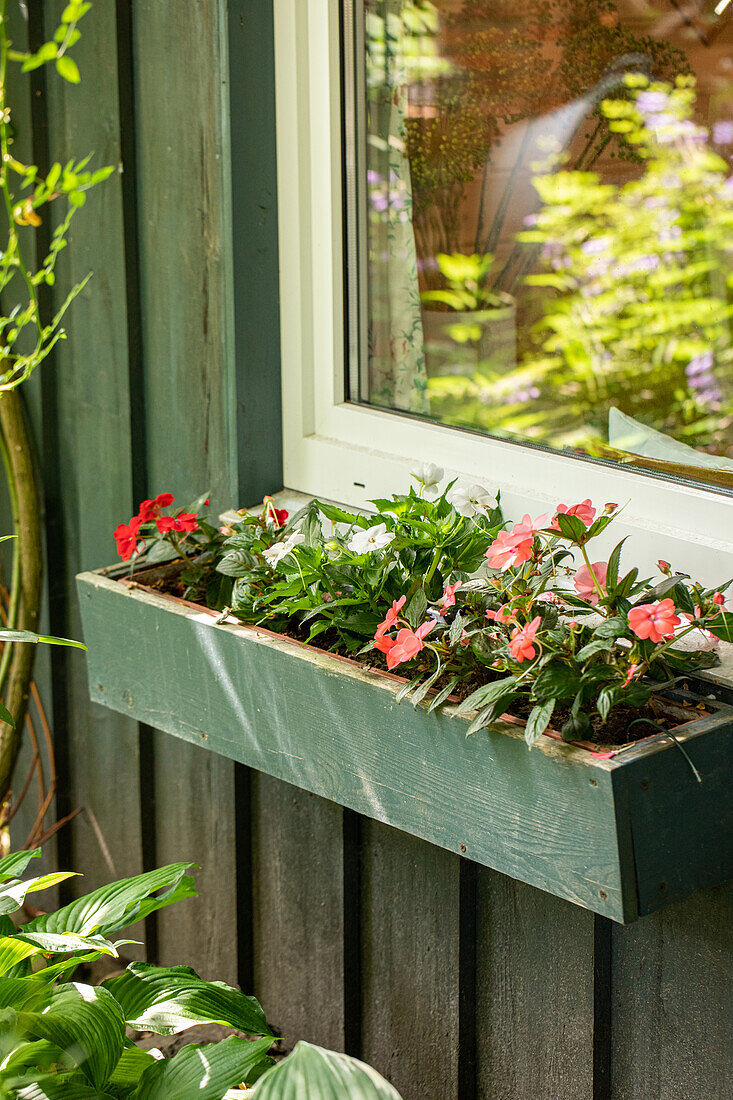 Blumenkasten mit Fleißigen Lieschen