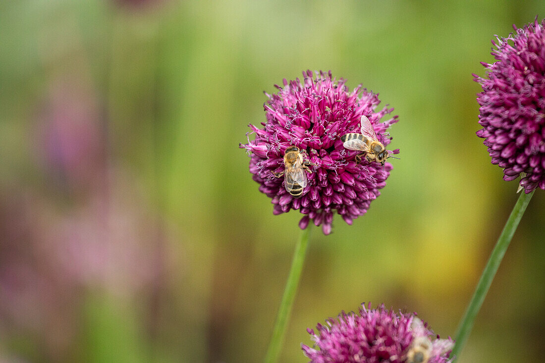 Allium sphaerocephalon