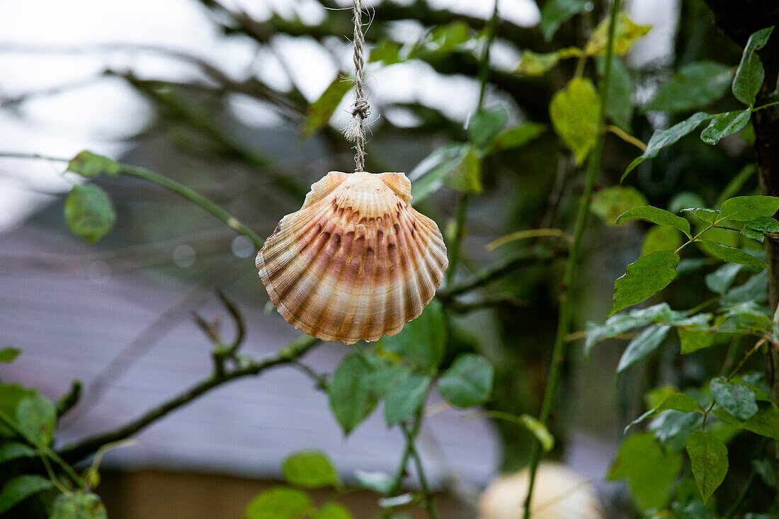 Shell decoration