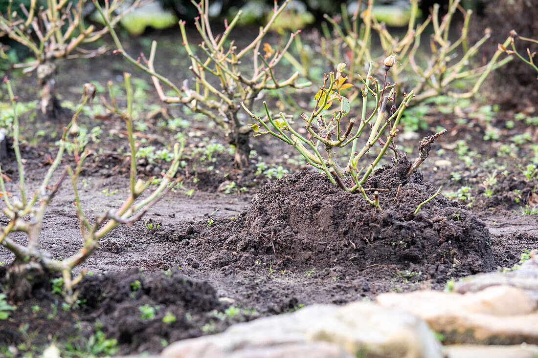 Winter protection for roses - earth mound