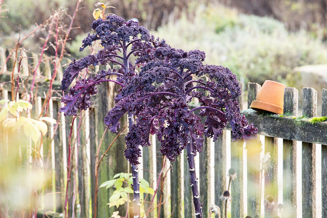 Brassica oleracea var. sabellica, red