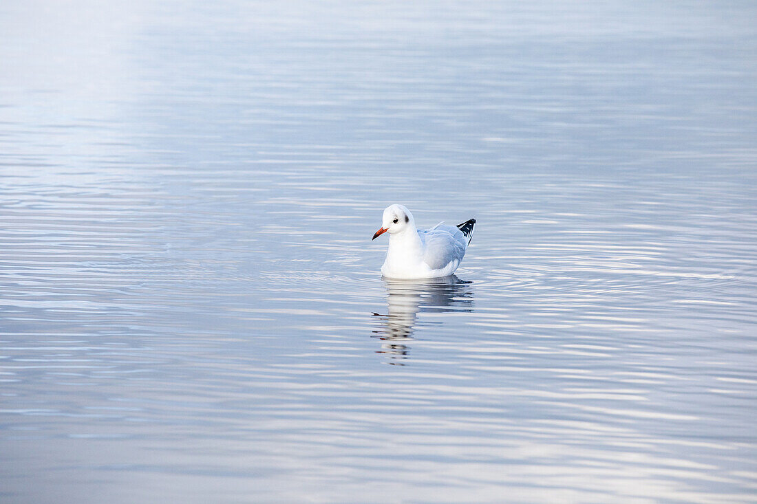 Seagull in the water