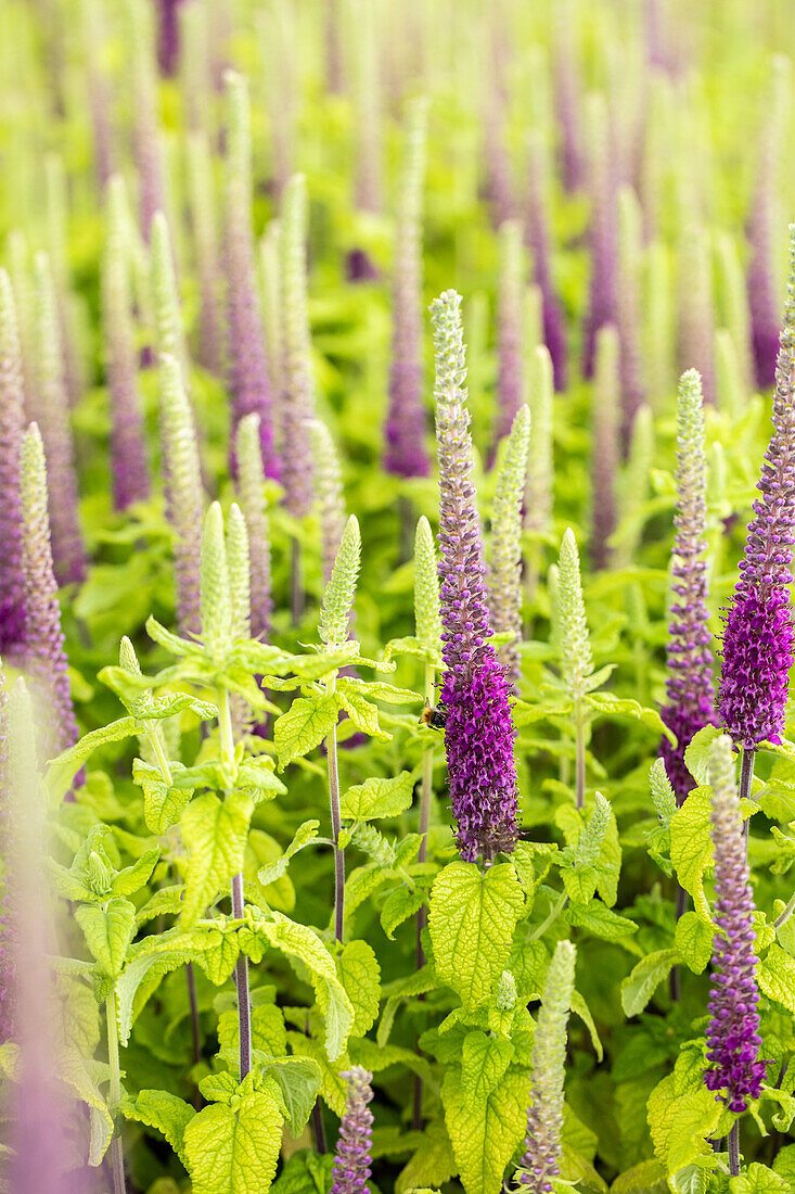 Teucrium hyrcanicum