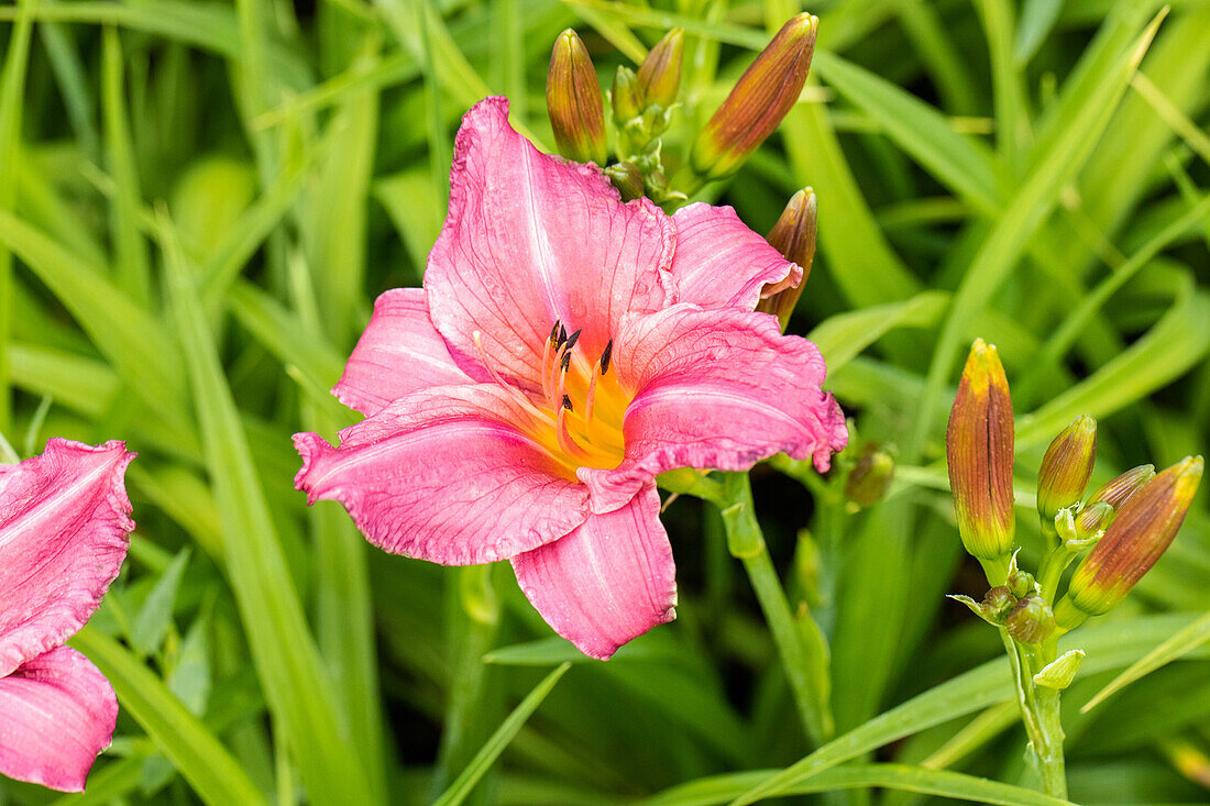 Hemerocallis 'Summer Wine'