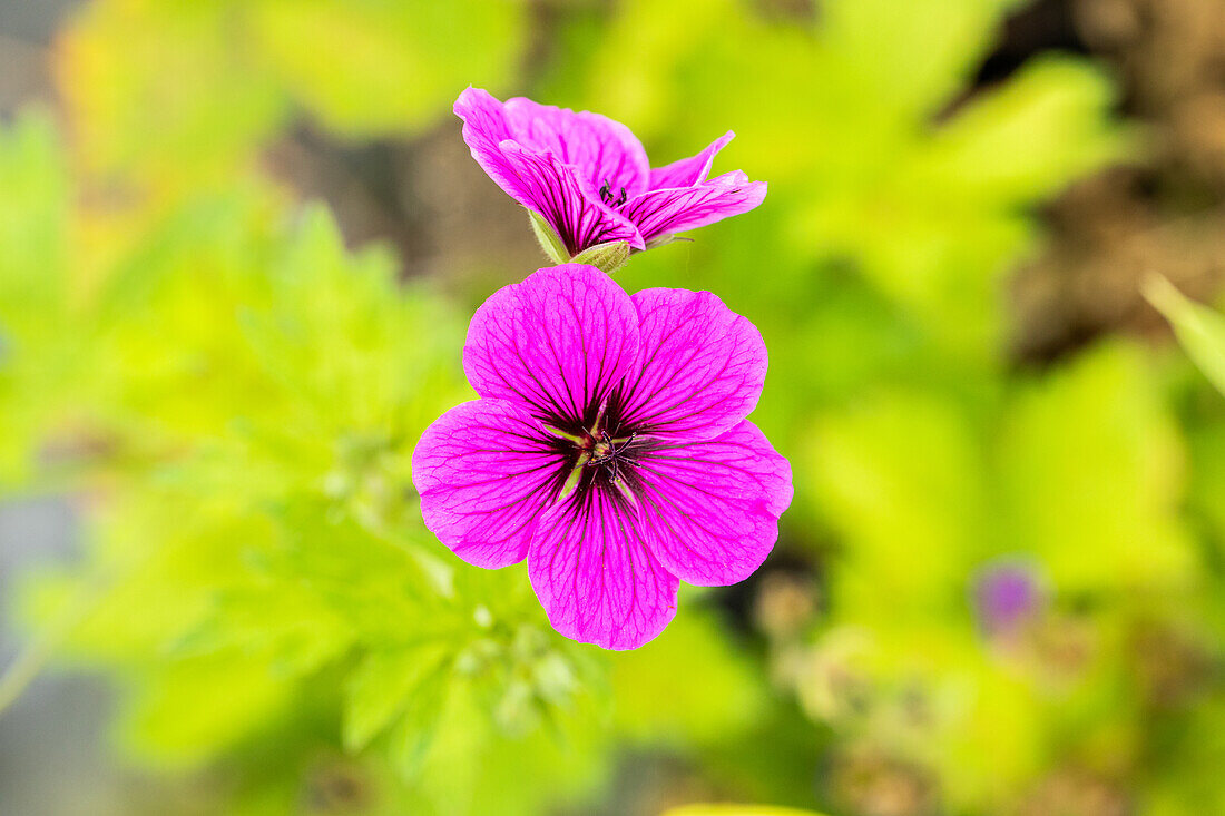 Geranium psilostemon 'Ivan'