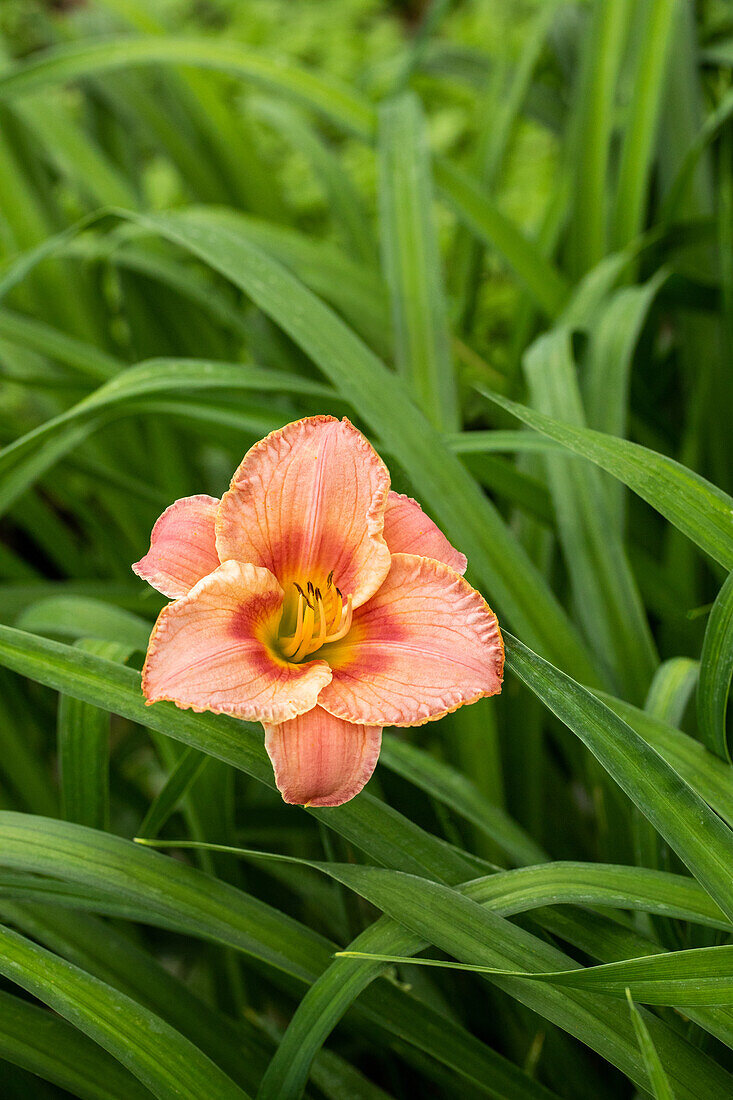 Hemerocallis 'Marianne'