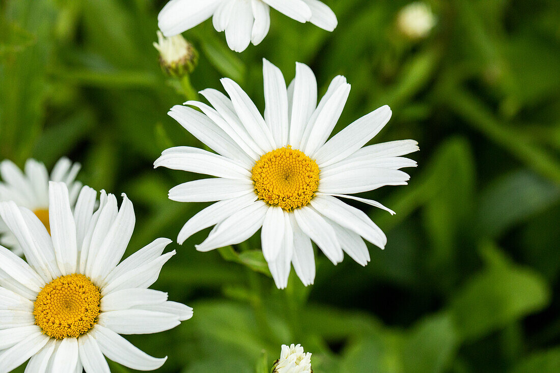 Leucanthemum x superbum 'Silver Princess