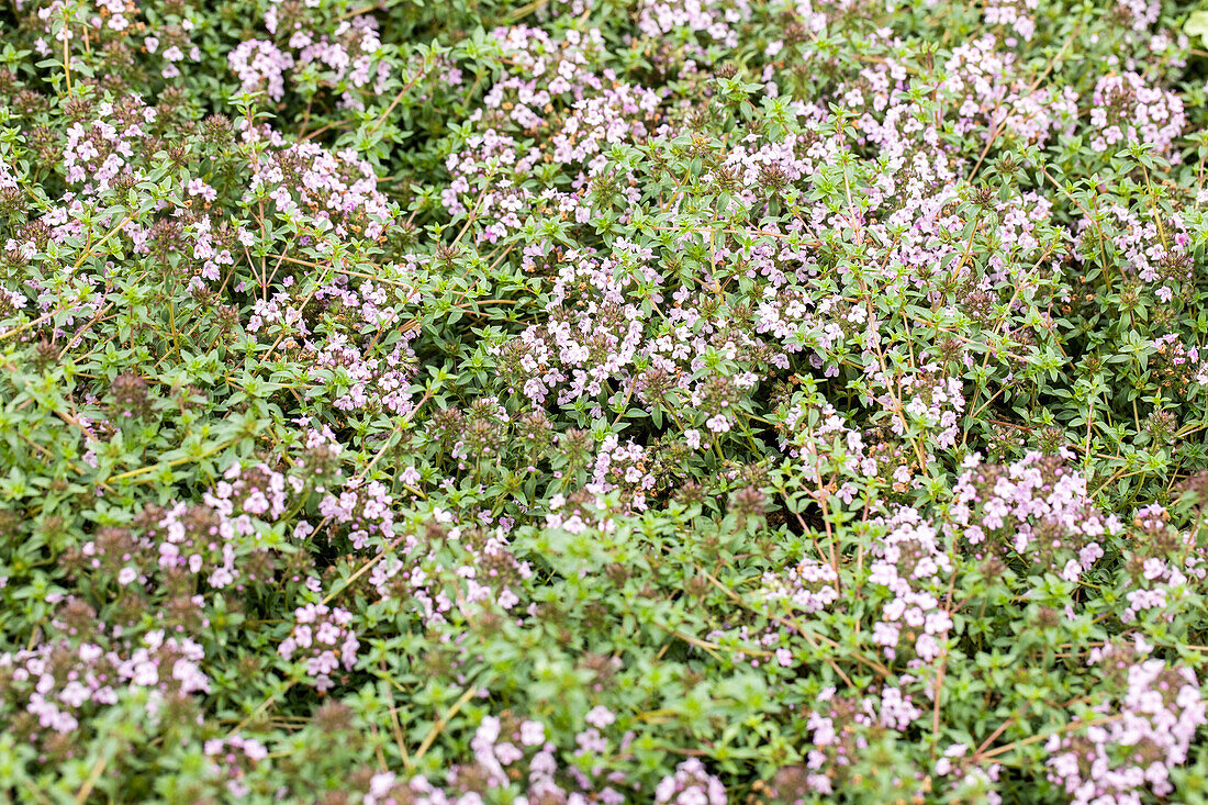 Thymus herba-barona