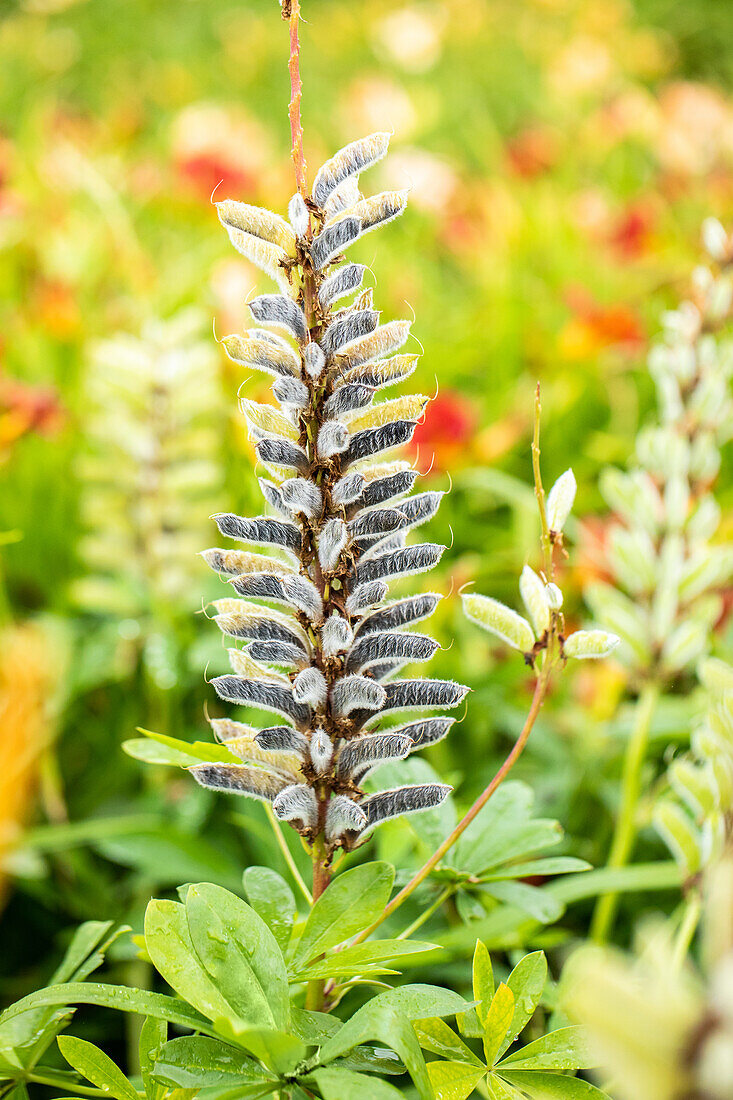 Lupinus polyphyllus