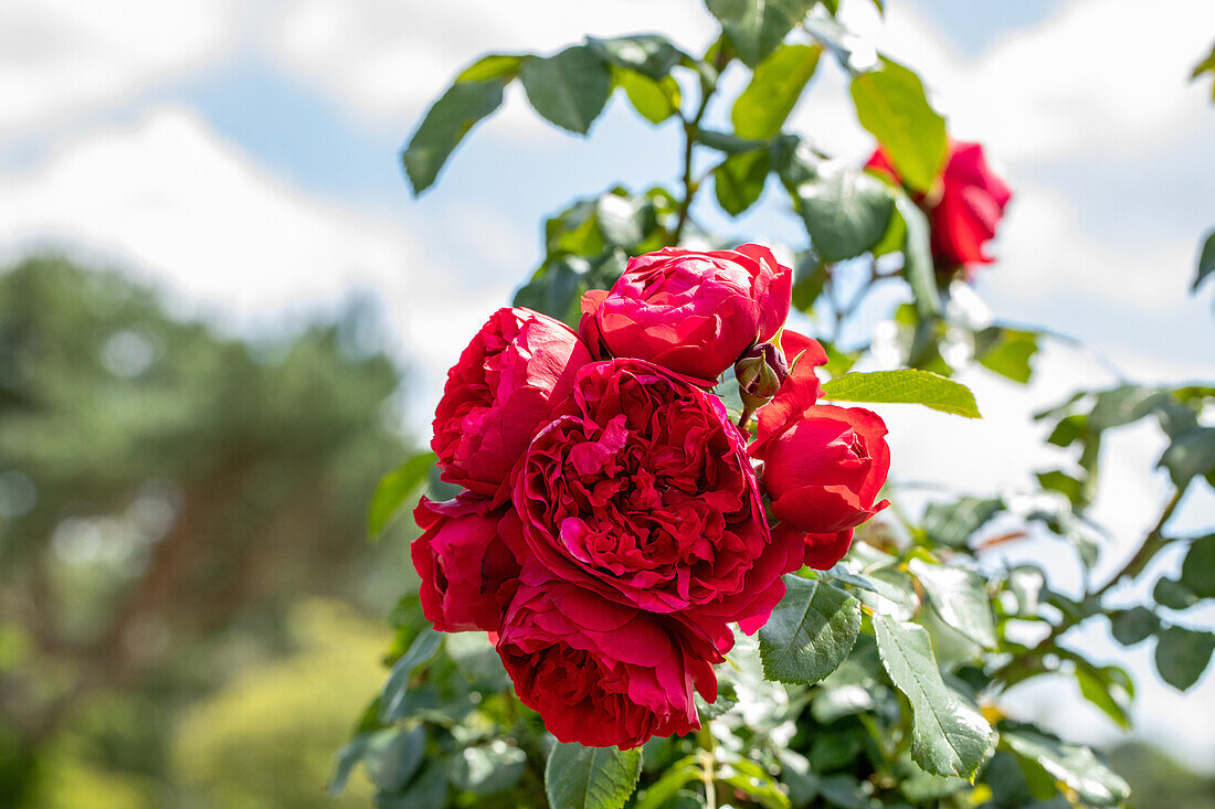 Climbing rose, red