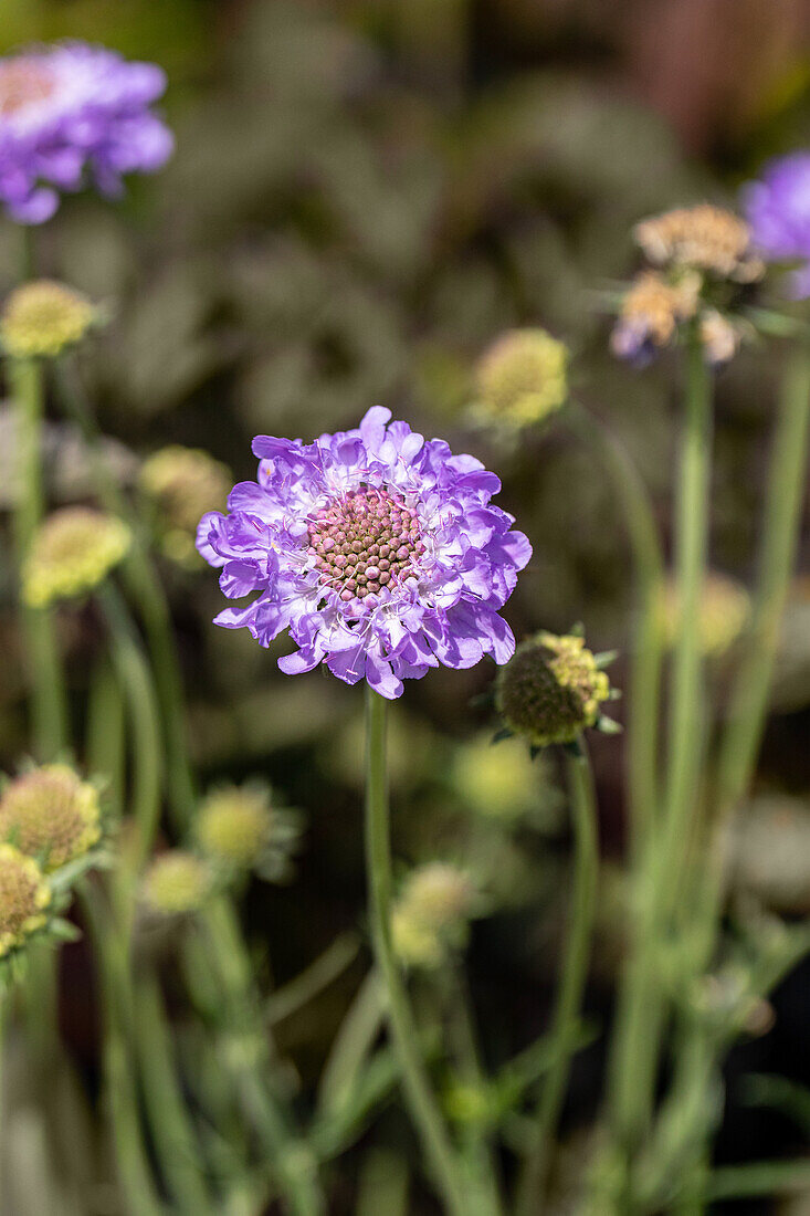 Scabiosa columbaria 'Mariposa Blue'