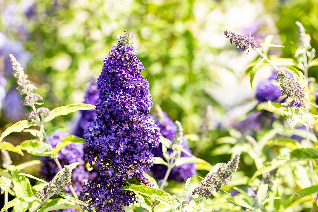 Buddleja davidii BUZZ™ 'Midnight'