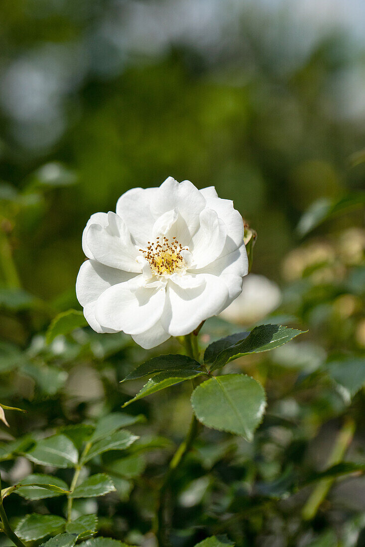 Beet rose, white
