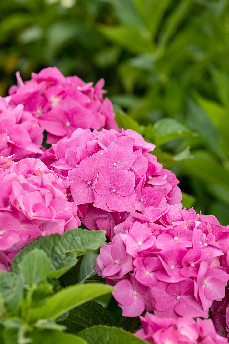 Hydrangea macrophylla 'Bela'(s), rosa