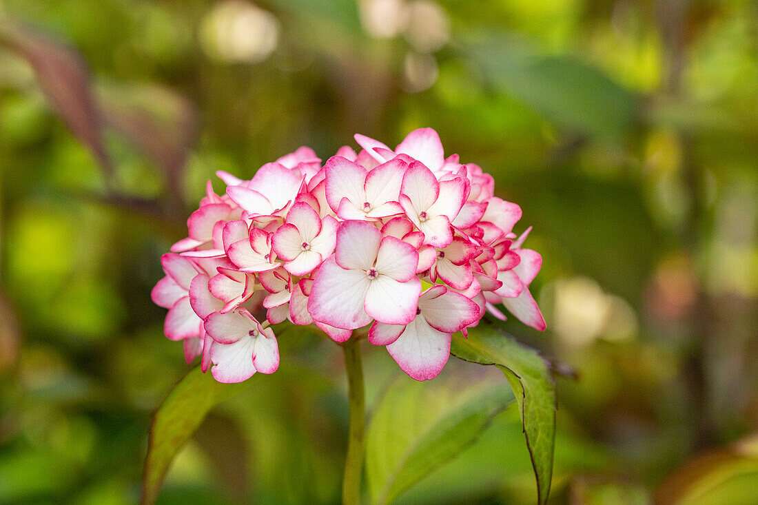 Hydrangea macrophylla 'Mirai'®