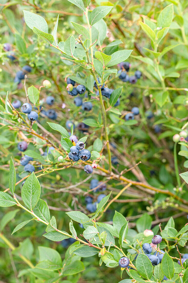 Vaccinium corymbosum