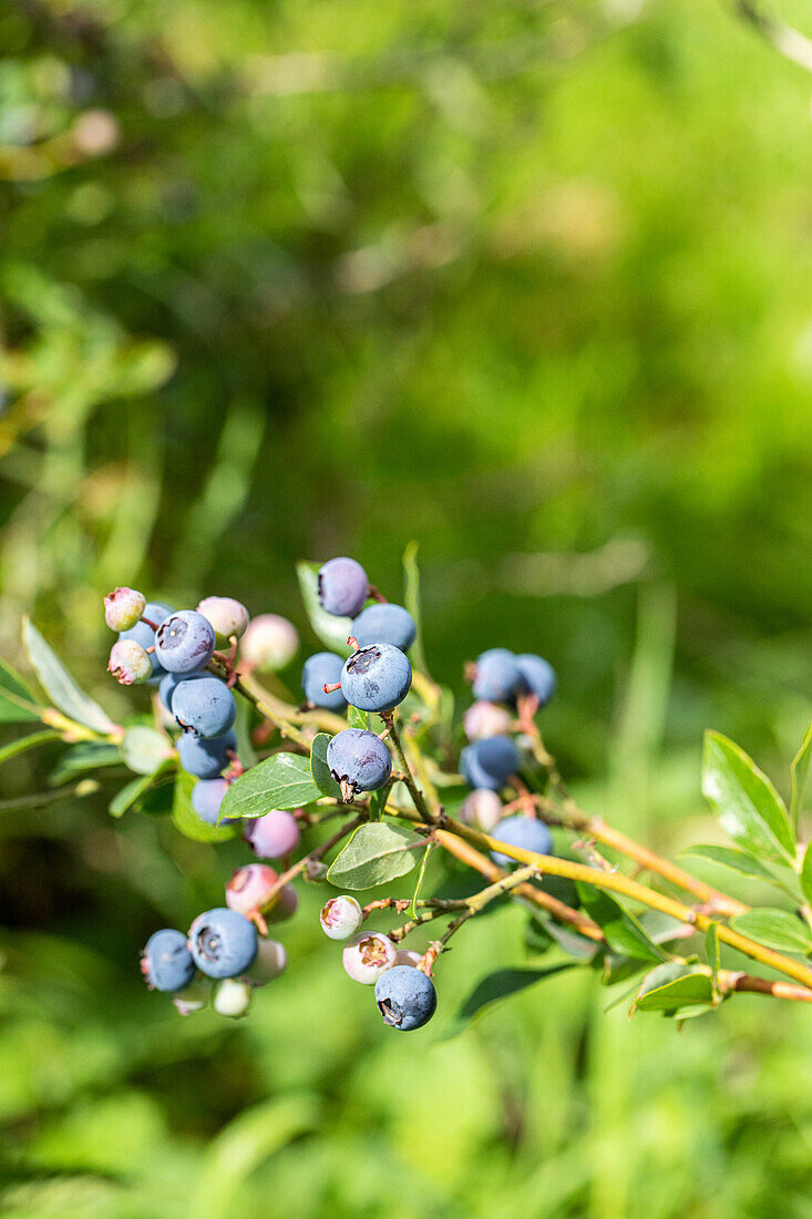 Vaccinium