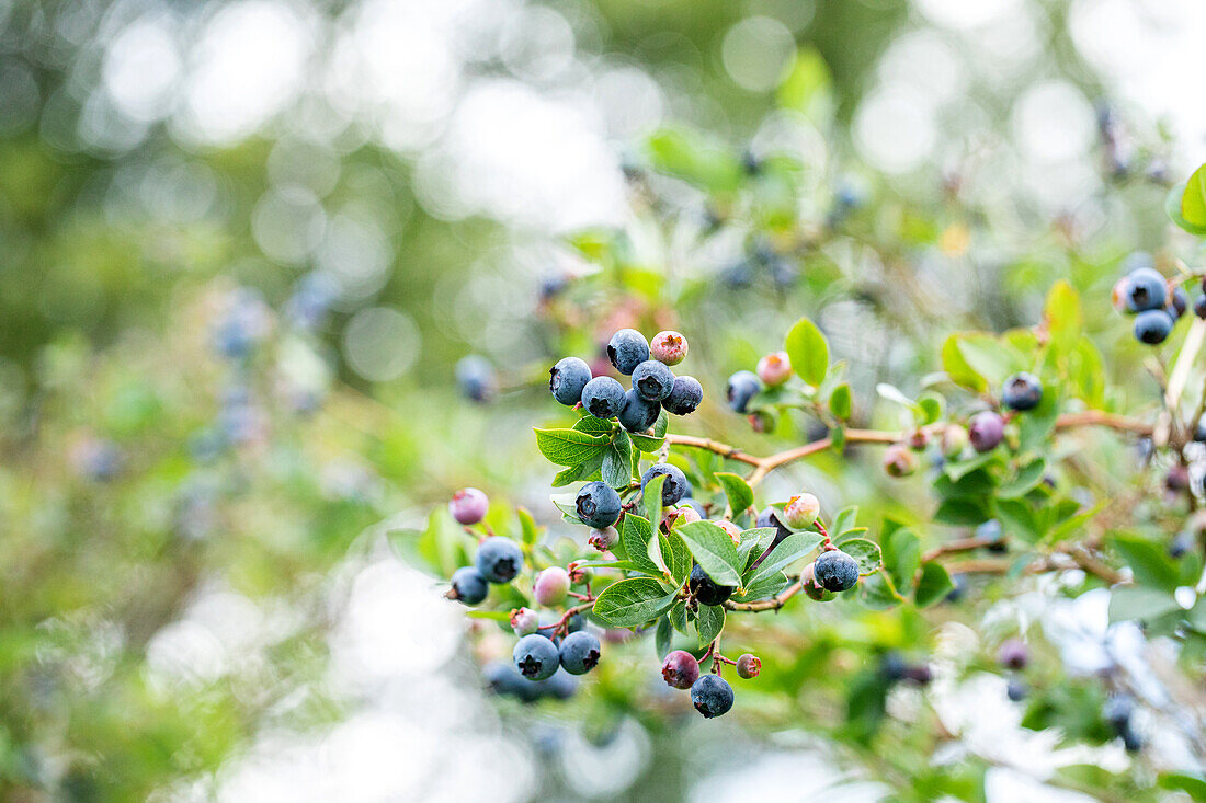 Vaccinium corymbosum