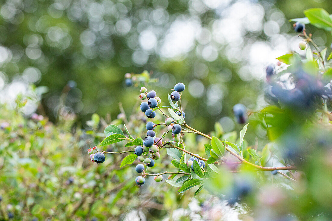 Vaccinium corymbosum