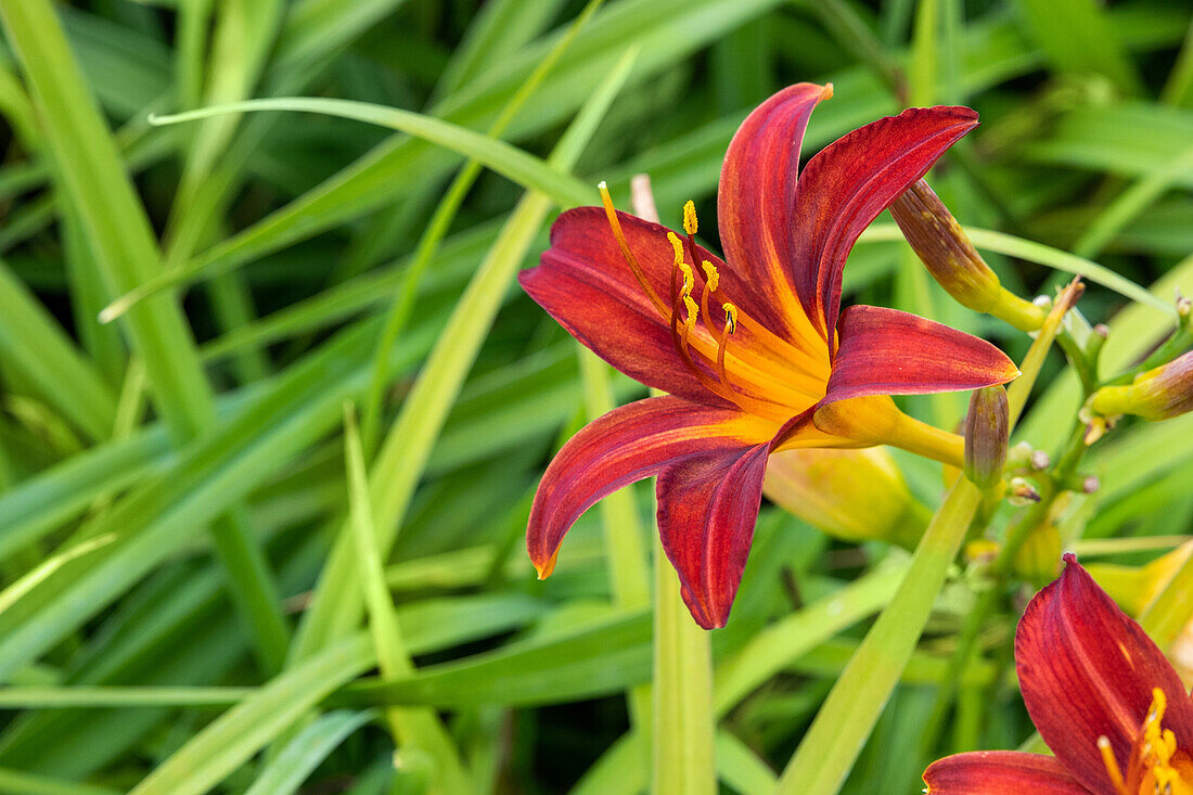 Hemerocallis Crimson Pirate