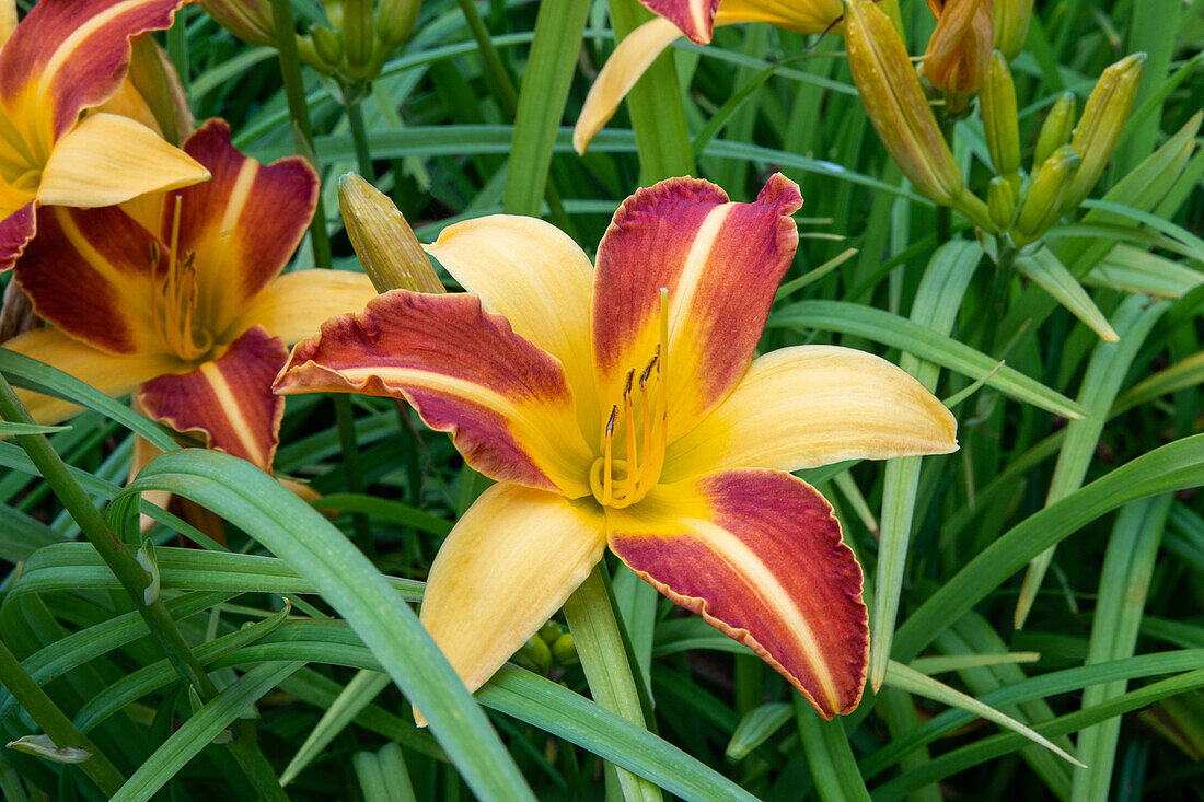 Hemerocallis 'Frans Hals'