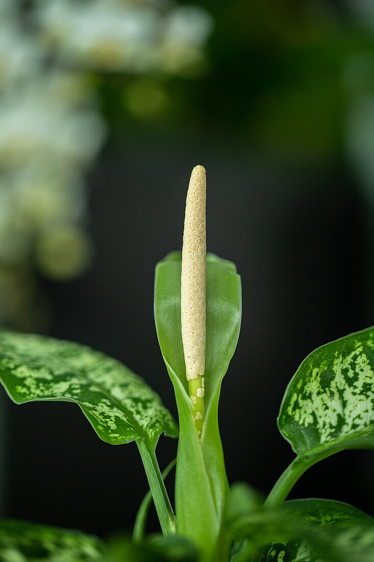 Dieffenbachia